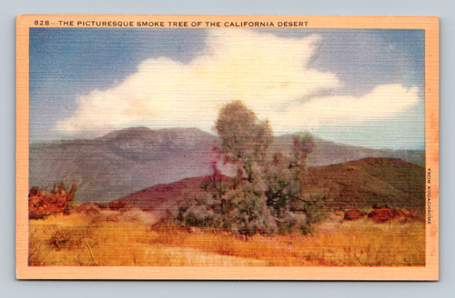 The picturesque smoke tree of the California desert