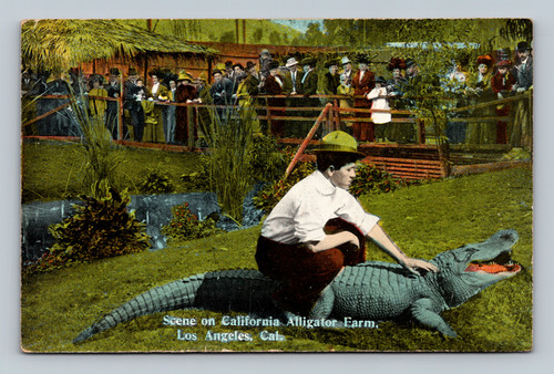 Scene on California Alligator Farm Los Angeles postcard by Cardinell-Vincent Co