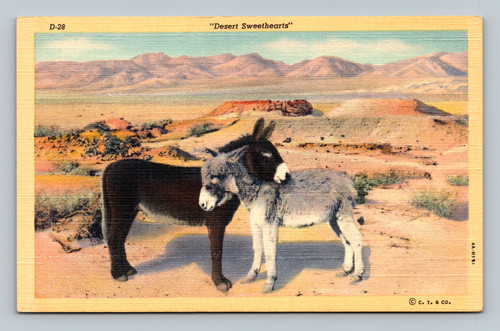 Desert Sweethearts postcard by C. T. & co.