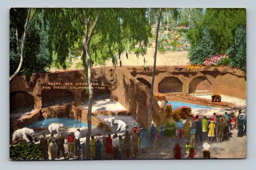 Bears at San Diego Zoo California postcard by Hopkins News Agency