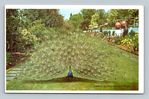 Peacock displaying plumage in Canyon Gardens at Lambert Gardens Portland Oregon