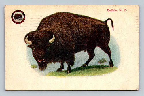 Buffalo New York city scene postcard with one cent stamp and May 17 postmark