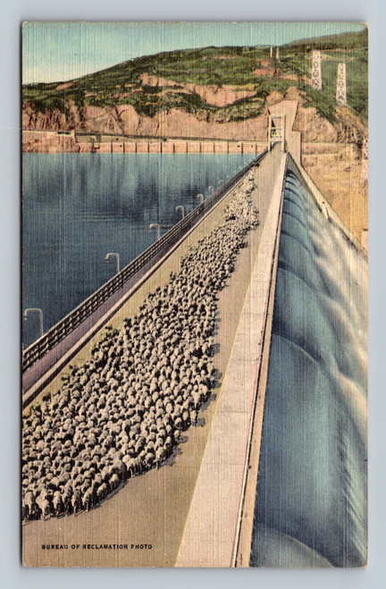 Sheep crossing on crest of Grand Coulee Dam Washington
