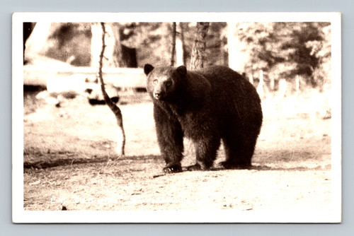 real photo postcard of a bearOld