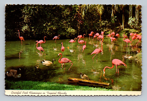 Graceful Pink Flamingos in Tropical Florida at Sarasota Jungle Gardens