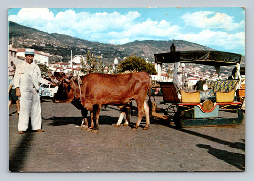 Bullock cart (Carro de bois) in Funchal Madeira Portugal
