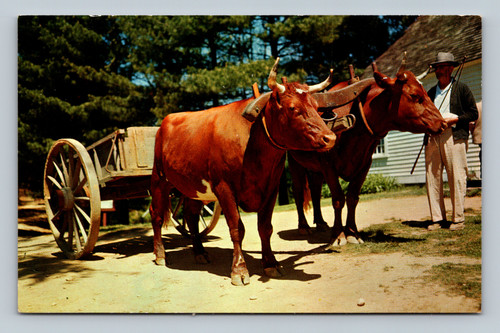 Devon steers pulling a village cart near the Blacksmith's house at Old Sturbridge Village, Mass.