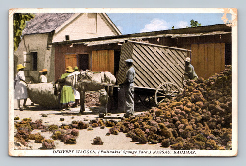 Delivery waggon at Psilinakis' Sponge Yard Nassau Bahamas
