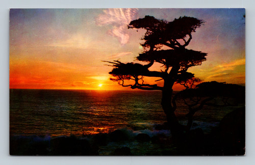 Sunset tree natural color postcard from Berkeley California