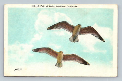 A Pair of Gulls in Southern California by M. Kashower Co.