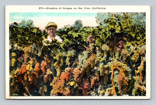 man standing among grape vines only head and shoulders are visible