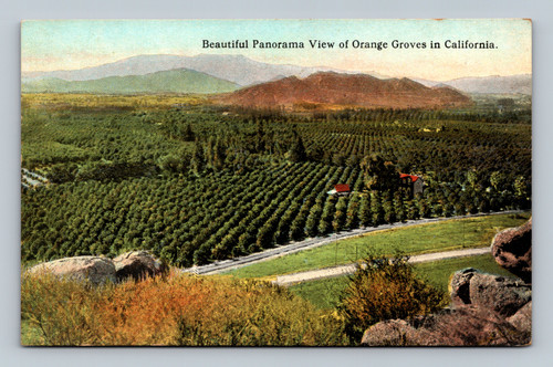 Panorama View of Orange Groves in California