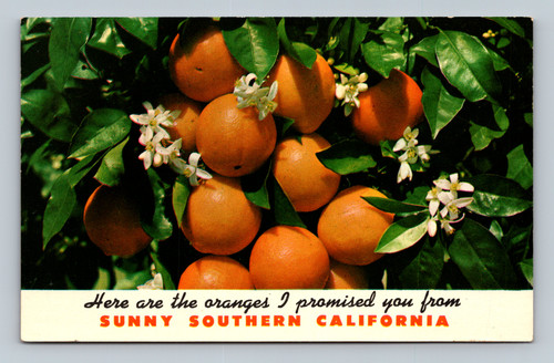 Oranges from Sunny Southern California postcard from Sherman Oaks