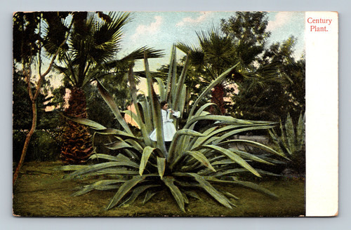 Century Plant postcard published by M. Rieder, made in Germany
