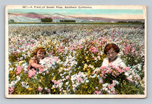 A Field of Sweet Peas in Southern California