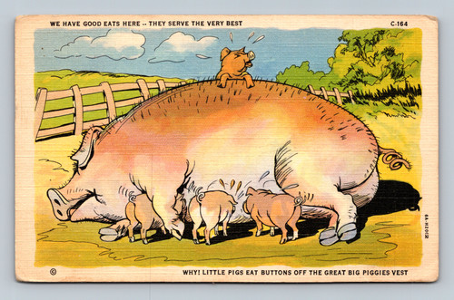 Cartoon pigs eating buttons humorous postcard by Genuine Curteich-Chicago