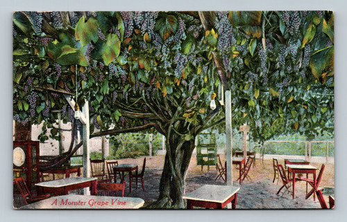 A Monster Grape Vine in San Francisco postcard by Newman Post Card Co