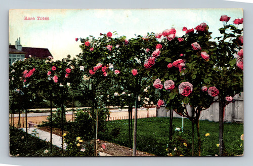 Rose Trees in San Francisco postcard by The O. Newman Company