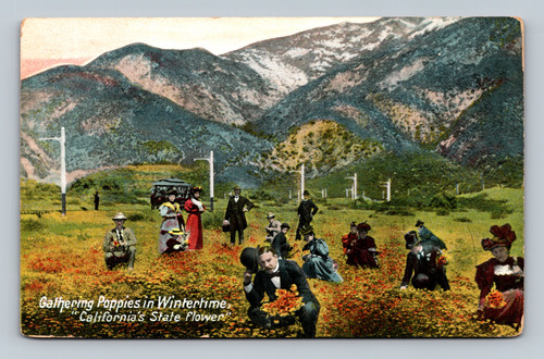 Gathering Poppies in Wintertime California State Flower postcard