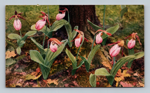 Cypripedium acaule Moccasin-flower with slender drooping stem and two broad leaves