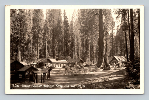 Giant Forest Village Sequoia National Park vintage postcard 1949