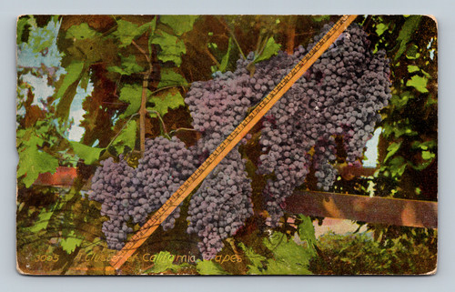 Vintage postcard featuring a cluster of California grapes