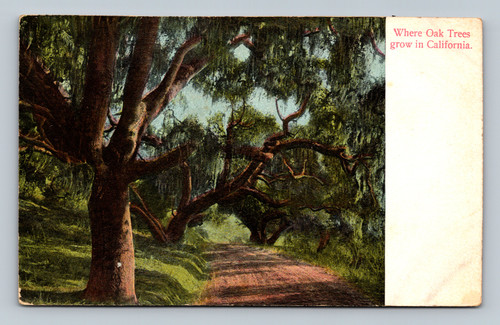 Oak trees in California postcard by M. Rleder Los Angeles