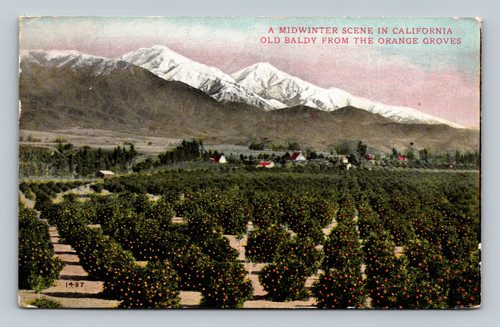Midwinter scene of Old Baldy from orange groves in Los Angeles California