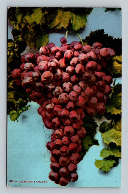 Vintage postcard featuring California grapes by Edw. H. Mitchell San Francisco