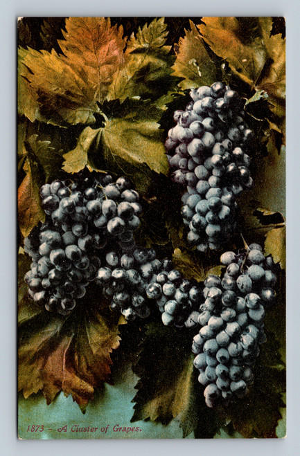 Cluster of grapes postcard published by Souvenir Publishing Co San Francisco