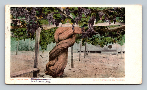Grape vine in Carpente San Gabriel California vintage postcard