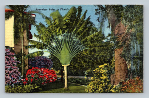 Travelers Palm in Florida vintage postcard by Curteich-Chicago