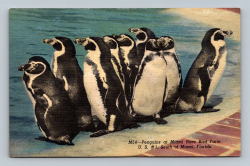 Penguins at Miami Rare Bird Farm on U.S. 1 South of Miami Florida