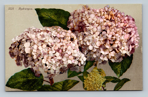 Hydrangea flowers postcard by EDW. H. MITCHELL San Francisco