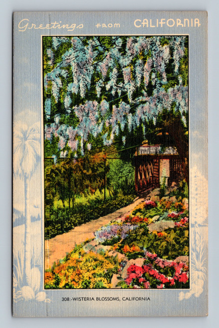 Wisteria blossoms in California by Gardner-Thompson Co.