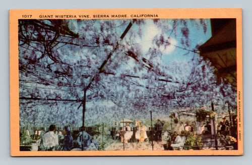 Giant Wisteria Vine in Sierra Madre California postcard