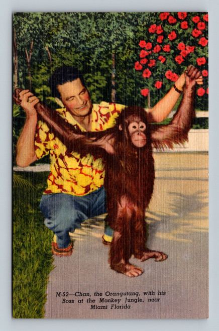 Chan the Orangutang with his Boss at the Monkey Jungle near Miami Florida