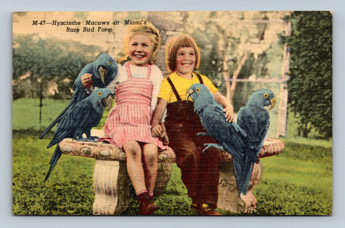 Macaws at Miami's Rare Bird Farm in Kendall Florida postcard