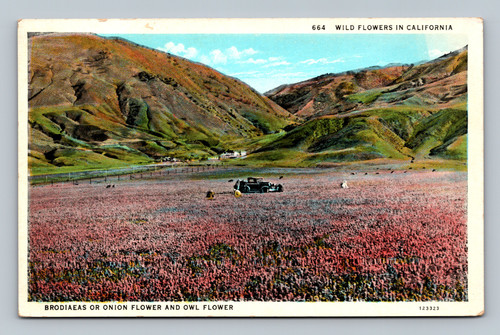 Wild flowers Brodiaeas or Onion Flower and Owl Flower in California postcard
