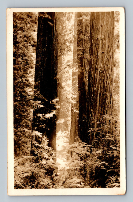 Scenic street view in Santa Monica California with 1924 postmark