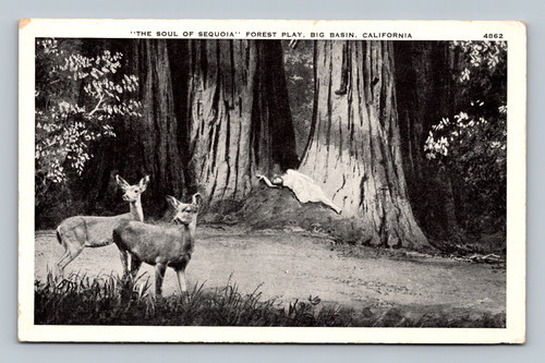 The Soul of Sequoia Forest Play at Big Basin California postcard