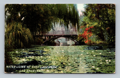 Water lilies at East Lake Park Los Angeles postcard