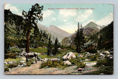 Mountain Meadows in Mineral King California vintage postcard