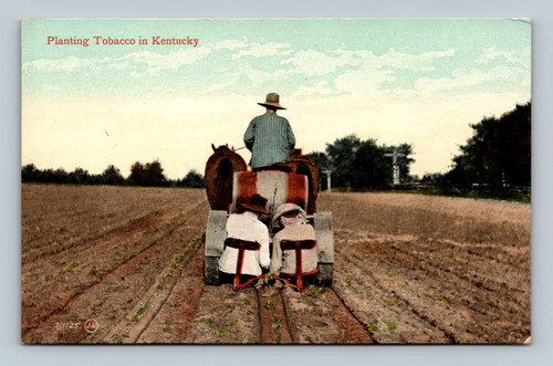 Planting Tobacco in Kentucky postcard by F. M. Kirby & Co.