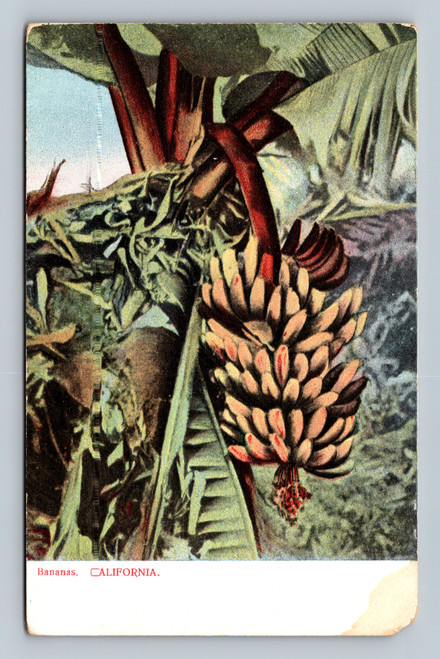 Bananas fruit illustration postcard from Bananas, California