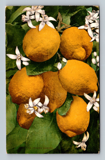 California lemons postcard from San Francisco by Edw. H. Mitchell