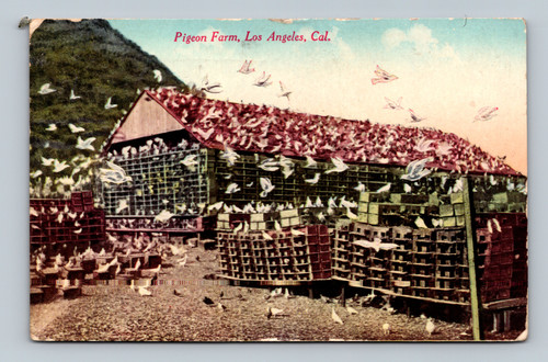 Vintage postcard of Pigeon Farm in Los Angeles California postmarked 1920