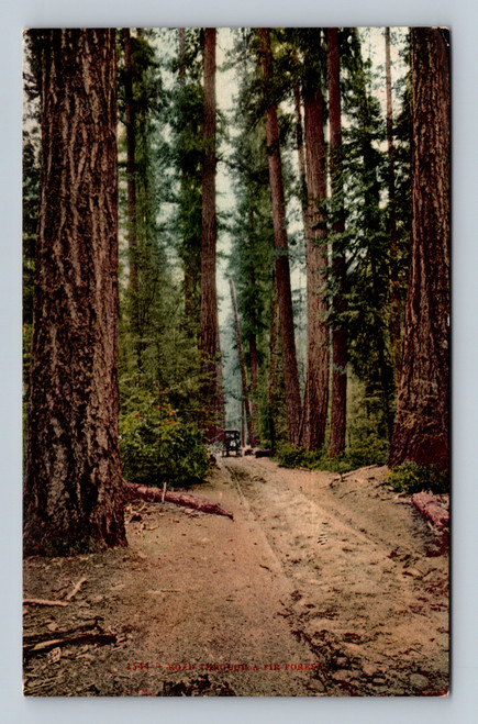 Road through fir forest in San Francisco by Edward H. Mitchell