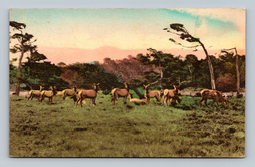 Hand-colored image of Del Monte Forest California by Albertyo & Co