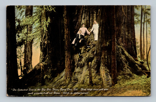 The Cathedral Tree in the Big Tree Grove Santa Cruz California large trees and nine small growing from one stump